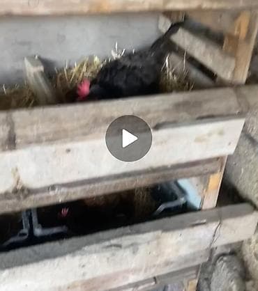 K/t heyvanları və malları: Toyuq, Yumurtalıq — 2