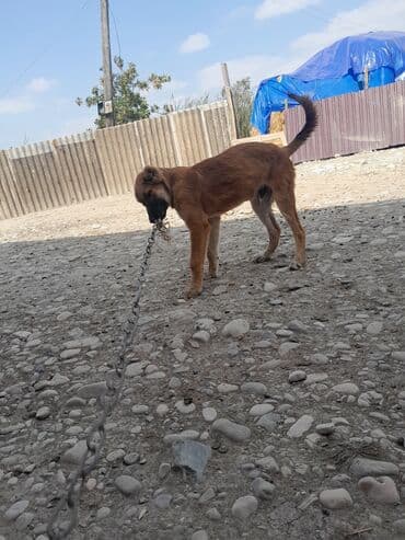 ceyhun hacibeyli kucesi: İtlər — 3