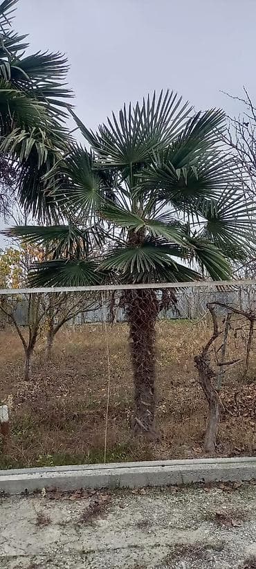 pvc dən iynəyarpaqlı süni şam ağacları: Trachycarpus fortunei (yelpənək yarpaqlı xurma) ağacları - Növ — 2