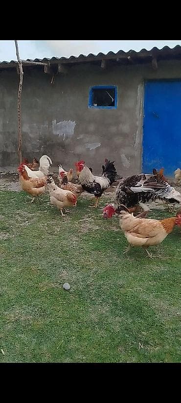 heyrati beceler: Kənd toyuqları satılır. 11 ədəddir, 10 fərə 1 xoruz, təbbi saxlanılan — 1