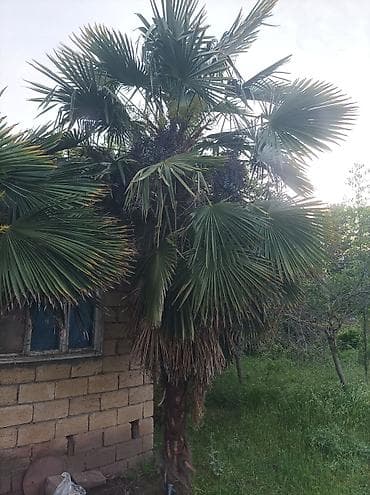 agac satisi: Palma ağacı Təsvir: diqqətlə oxuyun - 1.2 metr biridi 2.3 metr biri — 1