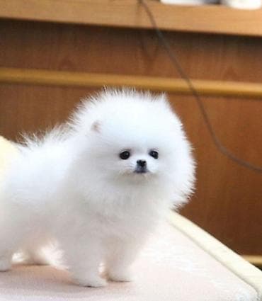 pomeranian spitz baku: Şpitz, 2 ay, Sənədli — 1