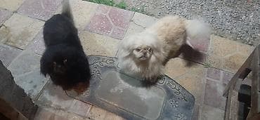 Pekines, 1 ay, Erkek — 7