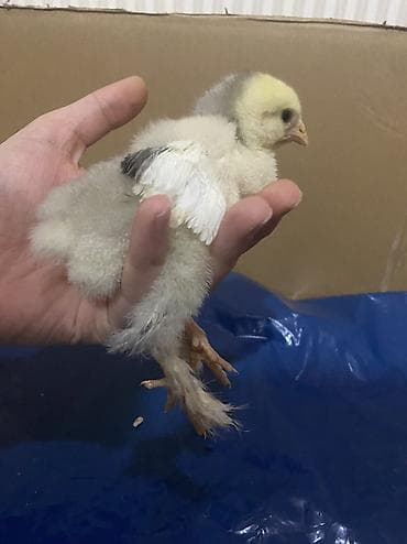 cucelerin satisi: Salam. Təmiz qan bramo cücələridir. 1 həftəni keçib mayalı yem ve — 3