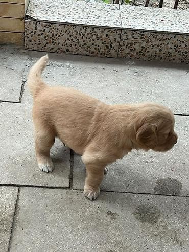 it qovan aparat: Retriever, 1 ay, Dişi, Peyvəndli, Ödənişli çatdırılma — 4