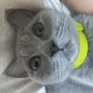 british pişik: Britan, Dişi, Yaxşı əllərə, Ünvandan götürmə — 6