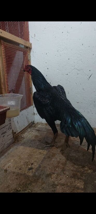 Xoruz, il: 1, Ünvandan götürmə, Pulsuz çatdırılma, Ödənişli çatdırılma