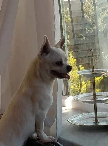 Çixuahua, 7 il, Erkek, Cütləşmə üçün lalafo.az -da Çixuahua, 7 il, Erkek, Cütləşmə üçün