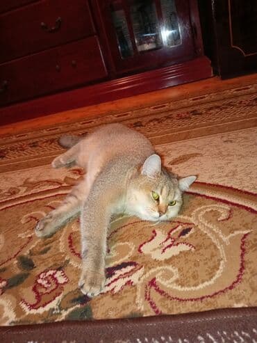 Qızıl şinşilla lalafo.az -da Qızıl şinşilla