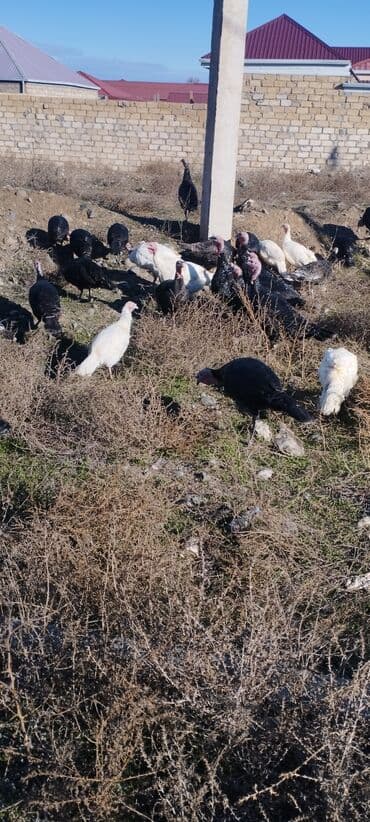 Yerli hinduşkalar satilir damazliq ve kesimlik isteyen sms yazsin