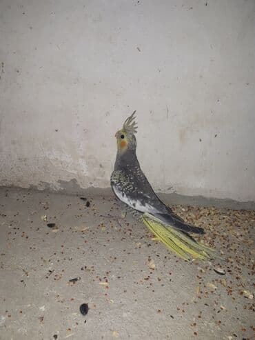 ucuz papuqaylar: Yeni yeme dusub esil ele orgetmeyin vaxtidi — 2