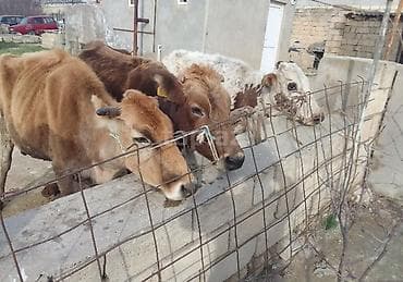 ev heyvanlari satisi: Dişi, Holsteyn, Simental, il: 4, 100 kq, Südlük, Ünvandan götürmə, Ödənişli çatdırılma — 4