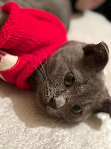 Pişik satılır 100-manata. Şotlan pişiyi. oğlandır