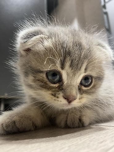 Şotland yastı qulaq, Ödənişli çatdırılma