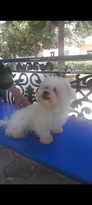 Malta bolonka, 2 il, Erkek, Peyvəndli, Ünvandan götürmə