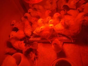 Toyuq cücələri, Ətlik