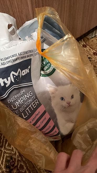 pişik eşyaları: Britan — 7