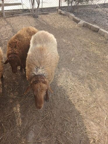 cins ineklerin satisi 2018: Qoyunlar – yerli ətlik/yunluq sürü - Şəkillərdə bir neçə baş yerli — 4