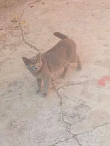 pişik sahiblendirilir: Yaxşı əllərə — 2