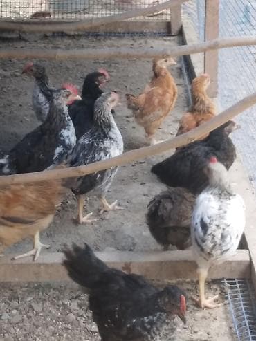 Salam kənd cűcələri satlır 30 ədəddir 50 gűnlűkdűrlər çoxu xoruzdur