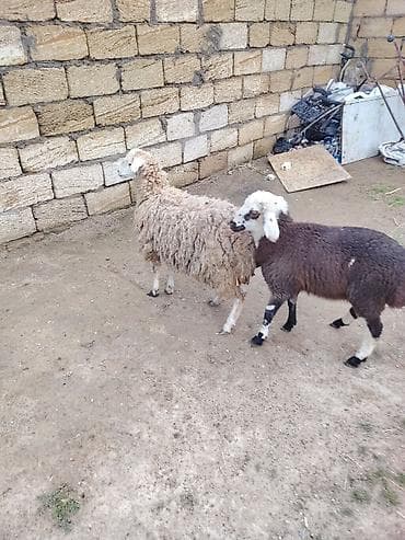 1 dişi 1 erkey cut satlır ag dişidi zehmet olmasa cidi alcılar narahat