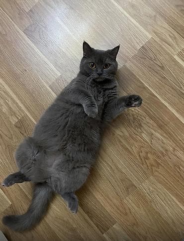 Britan, Dişi, Yaxşı əllərə