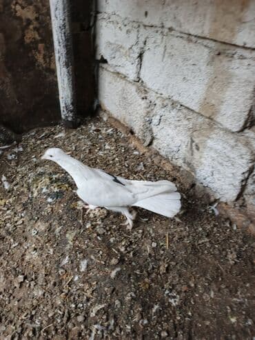 goyercin parkta tapilib sahibi axdarilir: Məhsul: Bəzək göyərçini Təsvir: - Rəng: əsasən ağ, kürəyində kiçik — 3