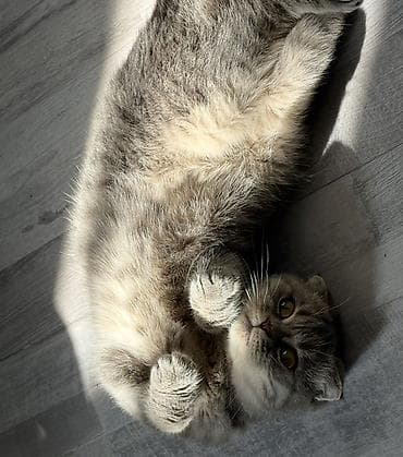 pers pisiyi: Şotland, Dişi — 4