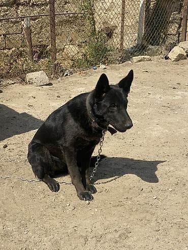 heyvan it: 10 ay, Dişi, Peyvəndli — 3