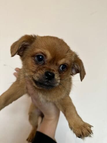 it cütləşdirmək: Pekines — 8