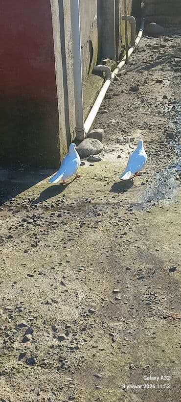 qaz ördəy: Tam sağlam cavan Krasnadar lal ördək satılır.Cut 80 azn.Unvan Lənkəran — 7