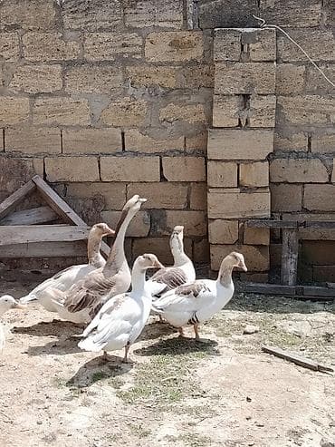 simmental inək cinsi: Erkek 50 azn disiler 35 azn 4 eded disidir. disiler 11 aylıqdı. Qazlar — 1