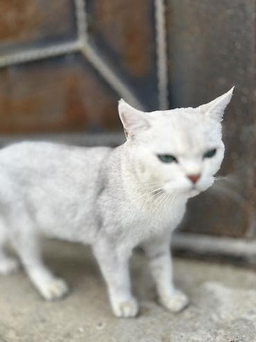 scottish fold satilir: Qızıl şinşilla, Yaxşı əllərə — 2