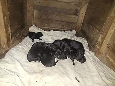 coban iti haqqinda melumat: Alman çoban iti, Sənədli — 2