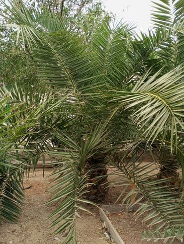 sultan daragi gülü: Деревья — 4