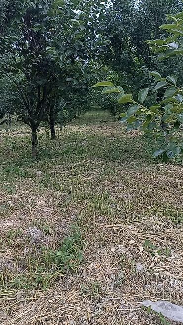 qelem satisi: Məhsul: Armud bağından təzə armud yığımı Təsvir: - Sıralı əkilən — 2