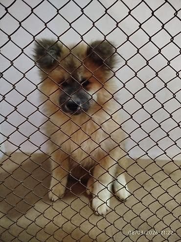 cuce dermanlari: Akita-inu, 3 ay, Dişi, Peyvəndli — 4