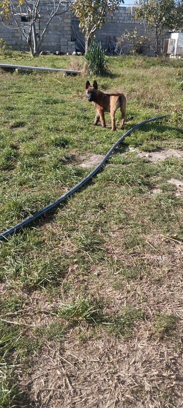 avçarka balaları: Belçika çoban iti, 3 ay, Dişi, Pulsuz çatdırılma — 8