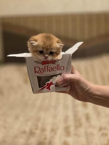 pişiylər: Britan — 8