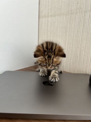 heyvanlar cütləşməsi: Şinşilla — 9