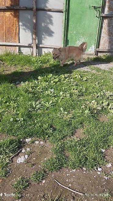 labrador iti satilir: 6 ay, Dişi, Peyvəndli, Ünvandan götürmə — 4