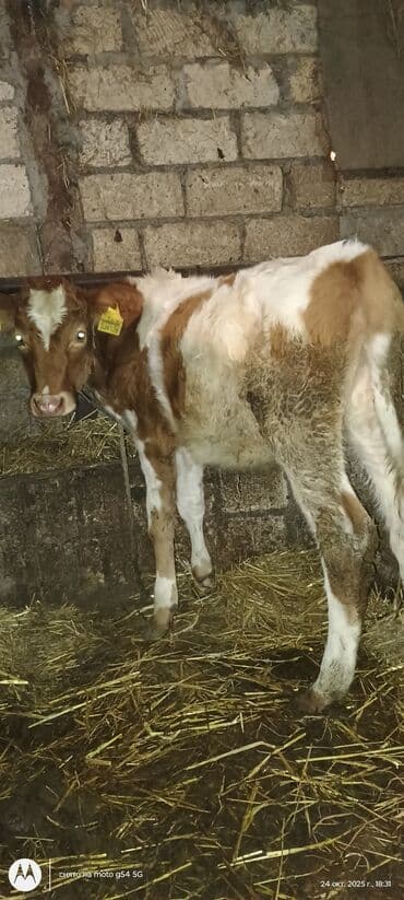 quzu qarni qiymeti: Simental 4 ayliq buzov hec bir problemi yoxdu sud ot yeyir — 1