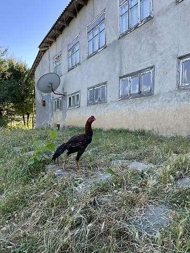 ördək balası və cücə: Xoruz, Heyratı, il: <1, Ünvandan götürmə — 3
