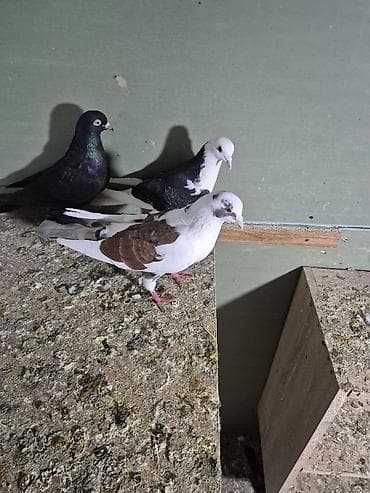 qumru quşu rusca: 1) Qara ağ baş desdə ağ quyruğlar 1 erkəy 1 maya erkəy Masazırda maya — 5