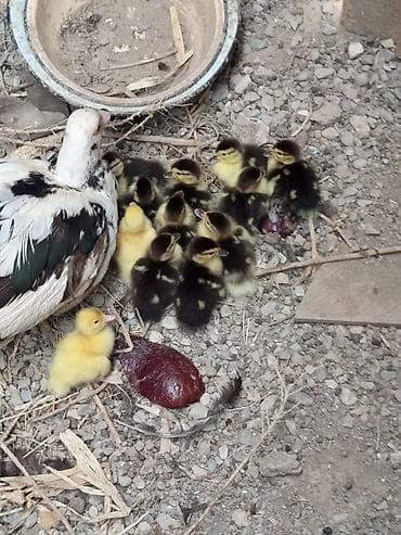 sadıq atlar: Salam. Lal ördək balaaları satılır tam sağlamdılar 12. dənədirlər — 2