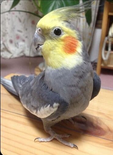 buğda toxumu satışı: 🦜 Salam! Hazır əl quşlarımız mövcuddur 🗣️ Danışan Sultan quşları 🐣 — 2