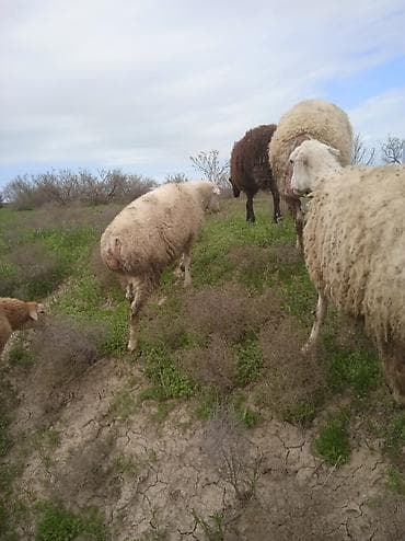 ag at satilir: Salam.3 baş erkək 3 dişi olmaqla 6 baş quzu satılır.diri çəkisi 10 — 2