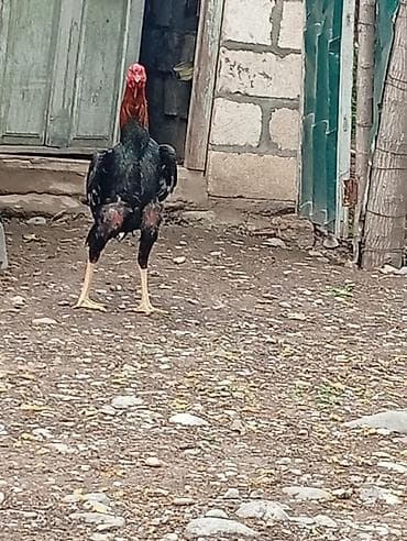 Cins xoruz – uzunboylu, möhkəm quruluşlu. - Rəng: qara gövdə