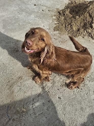 pidbul itler: Koker spaniyel — 3