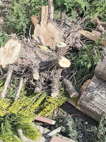 Thuja budaqları və odun parçaları - Növ: Həmişəyaşıl iynəyarpaq